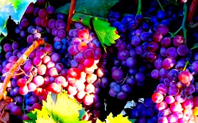 The Fruit of the Spirit: Remembering Wayne Van Gelderen Sr.